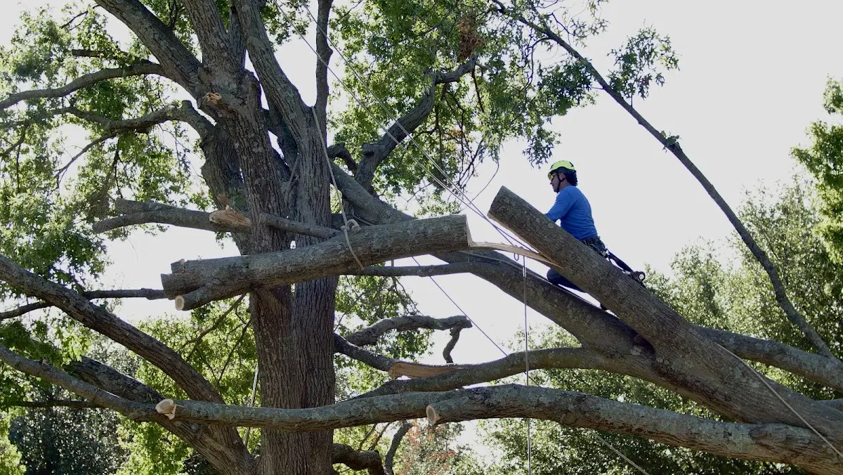 Professional Crown Thinning performed by certified arborists in Kilmichael